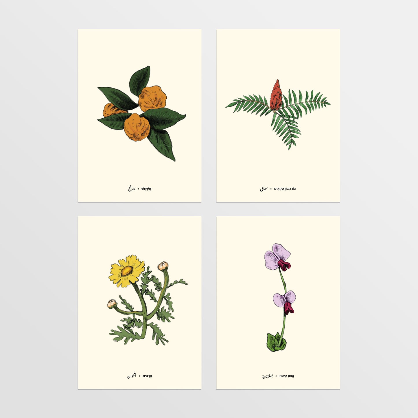 מארז 8 גלויות ליקוטים | סדרת תוצרת