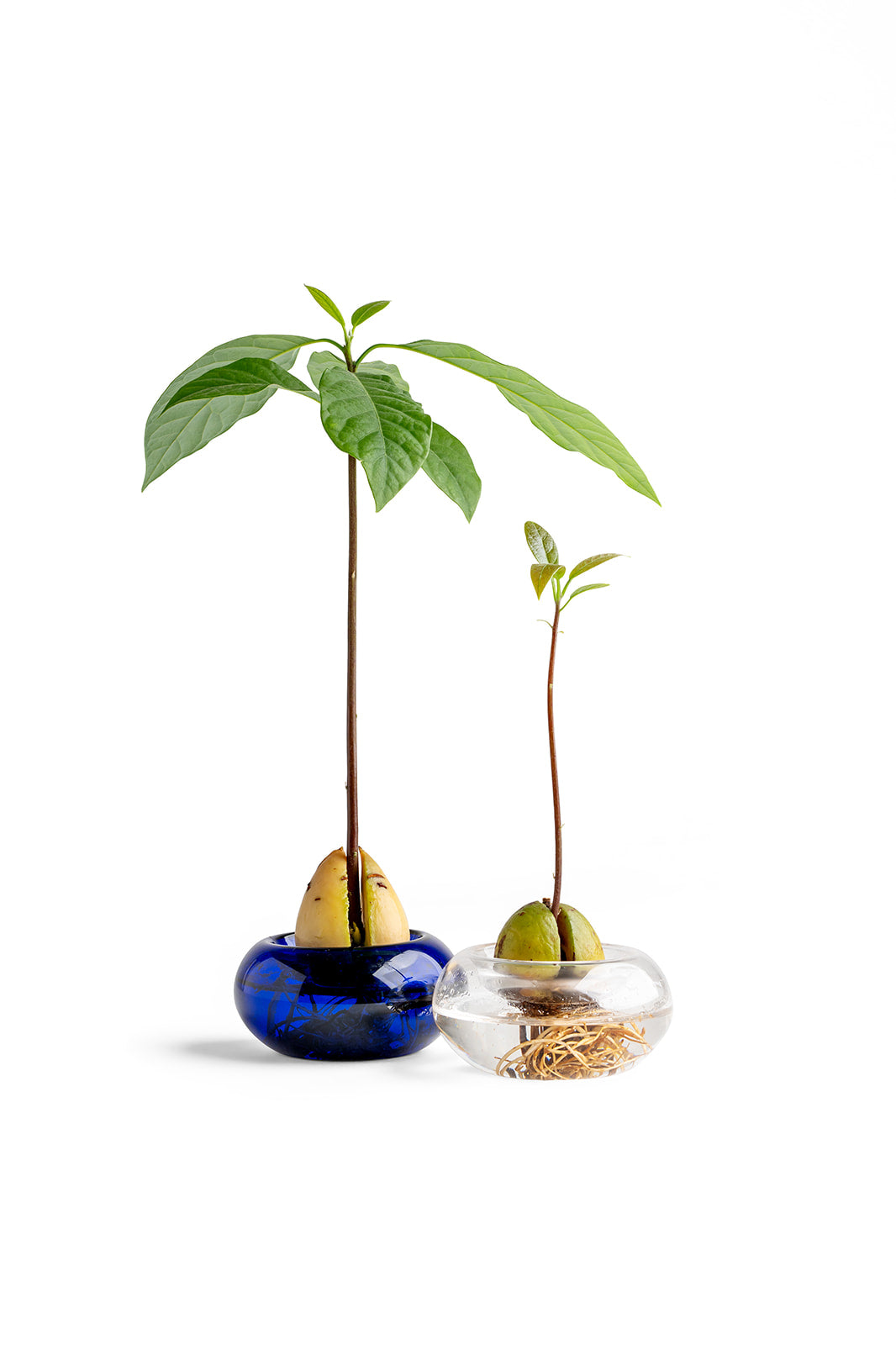 כלי זכוכית להנבטת אבוקדו - שקוף