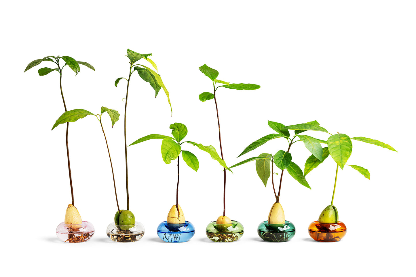 כלי זכוכית להנבטת אבוקדו - טורקיז שקוף