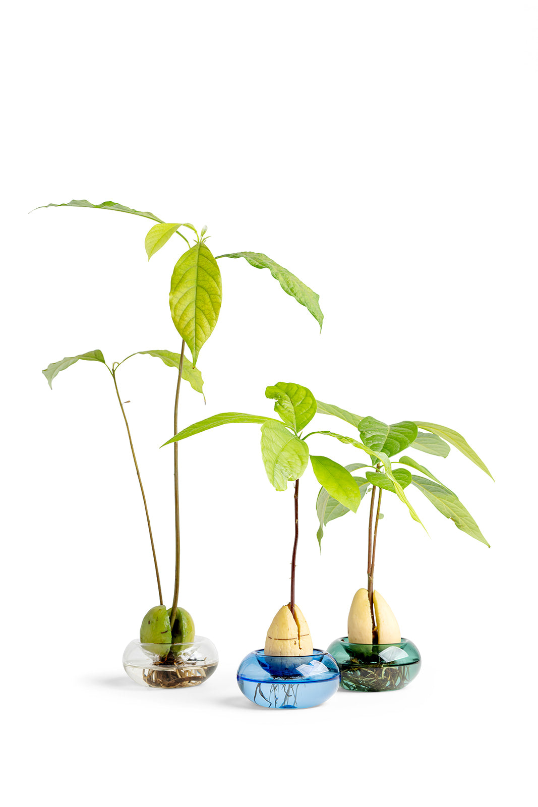 כלי זכוכית להנבטת אבוקדו - תכלת שקוף