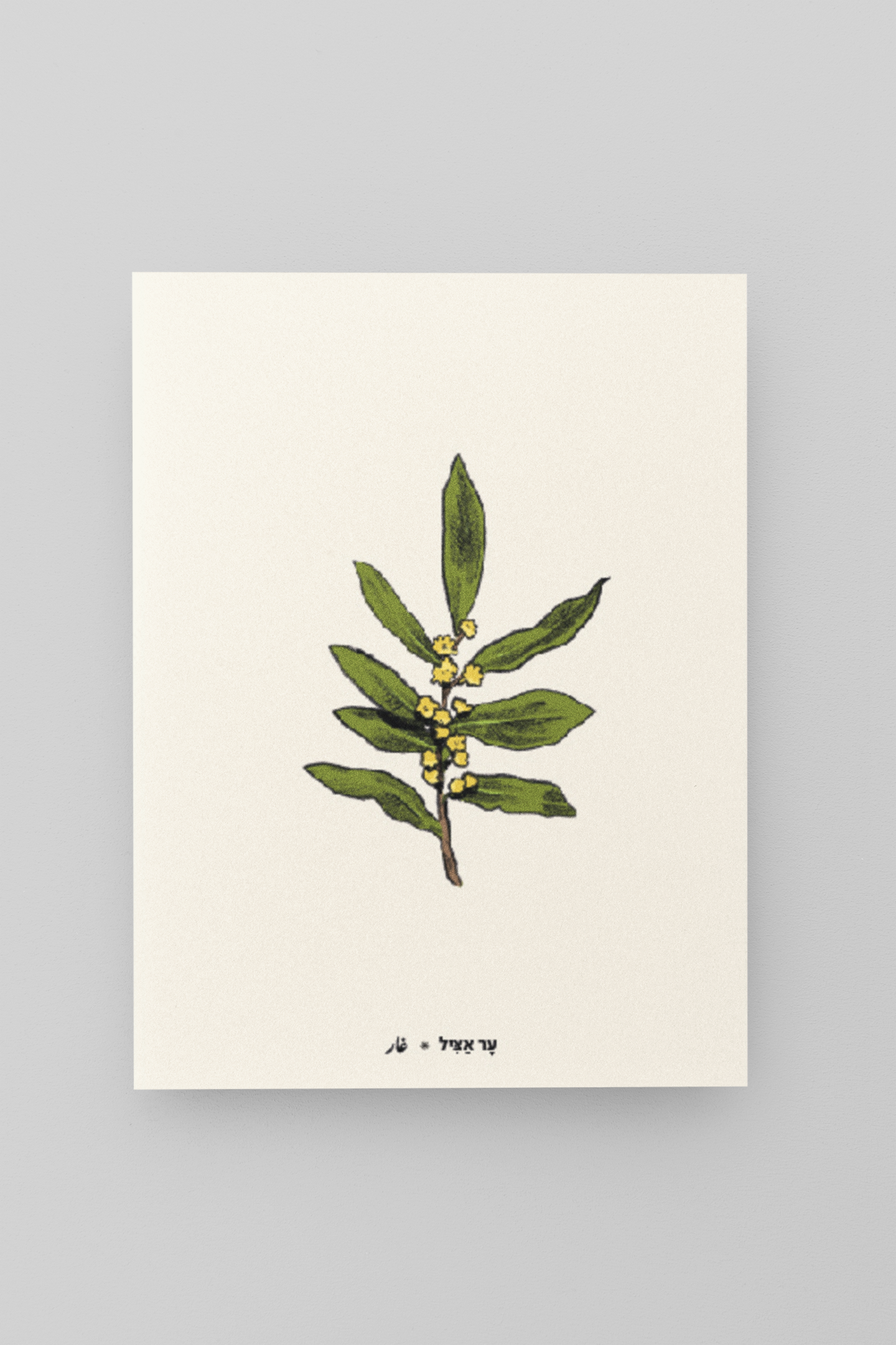 גלויית ליקוטים | ער אציל | 10 גלויות במארז