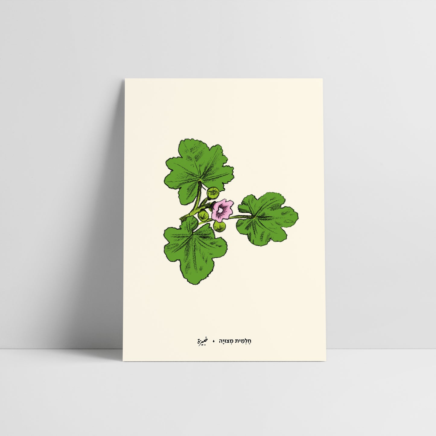 גלויית ליקוטים | חלמית מצויה | 10 גלויות במארז