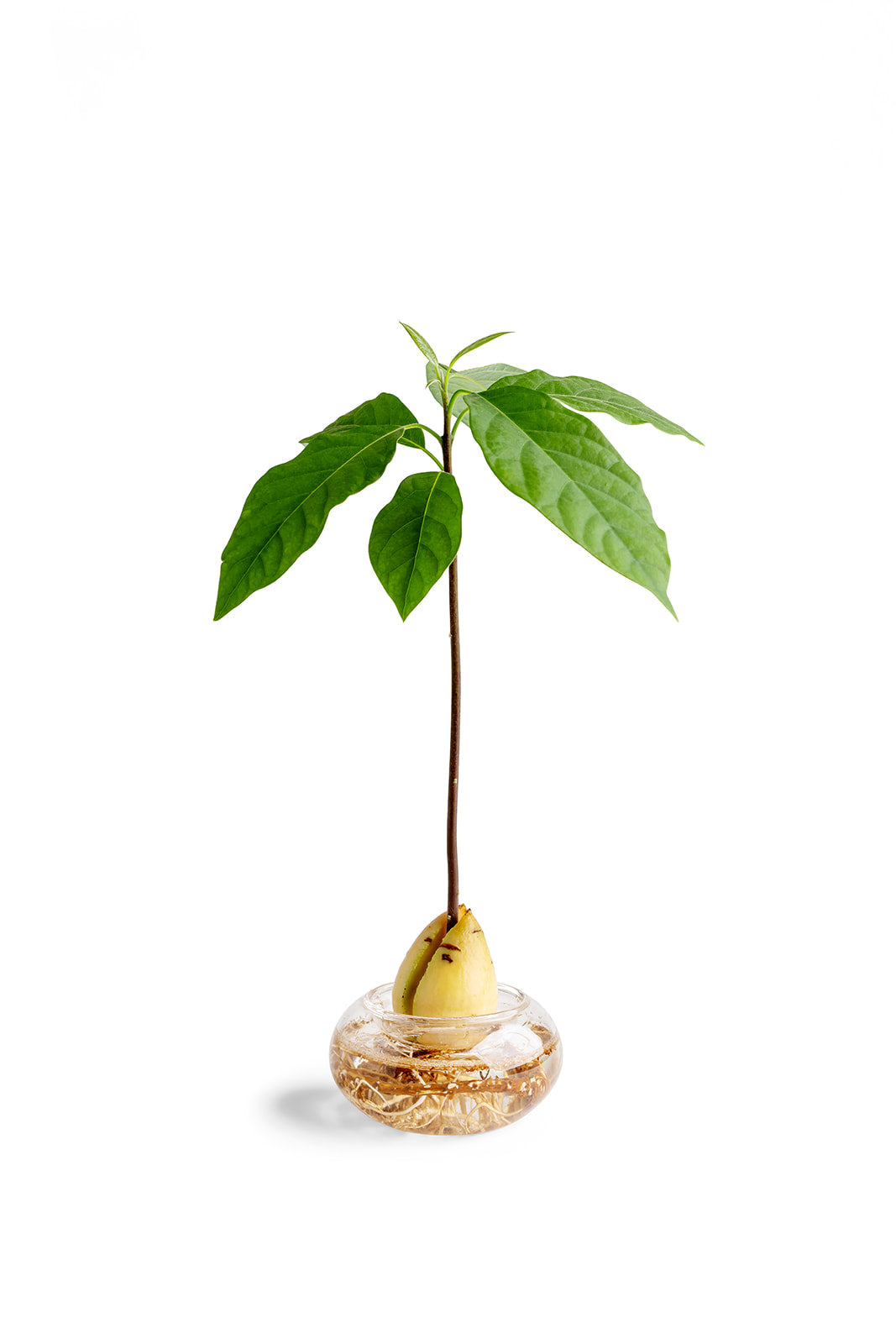 כלי זכוכית להנבטת אבוקדו - שקוף