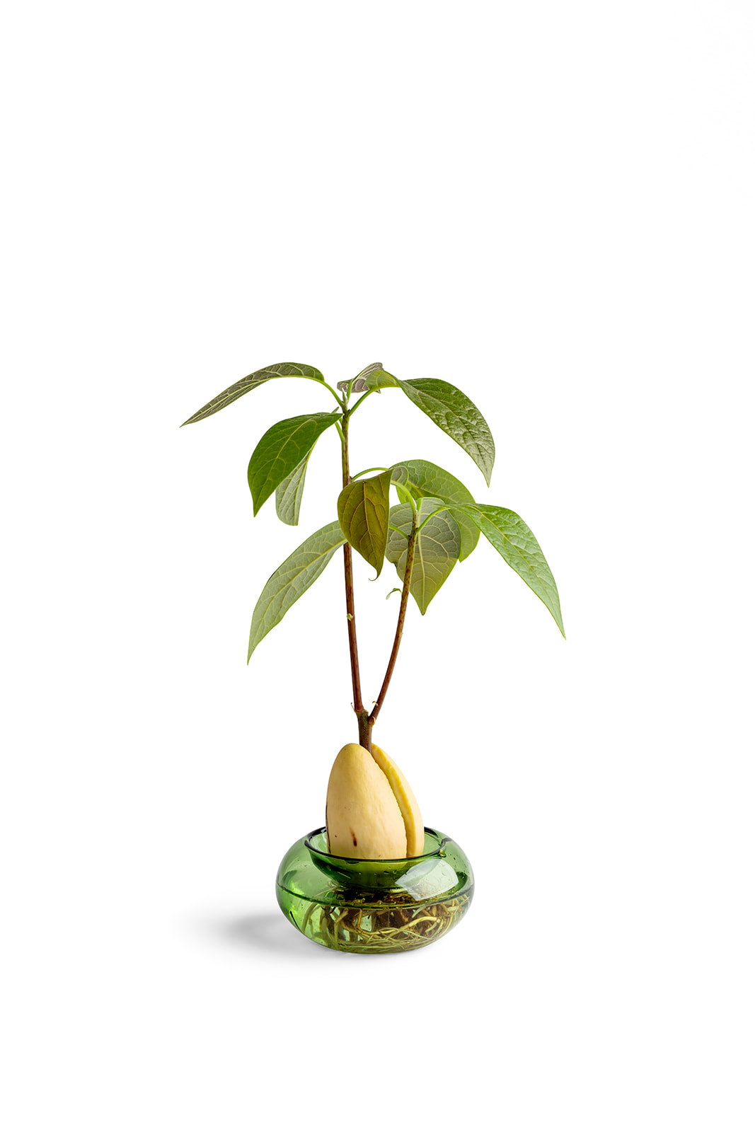 כלי זכוכית להנבטת אבוקדו - ירוק שקוף