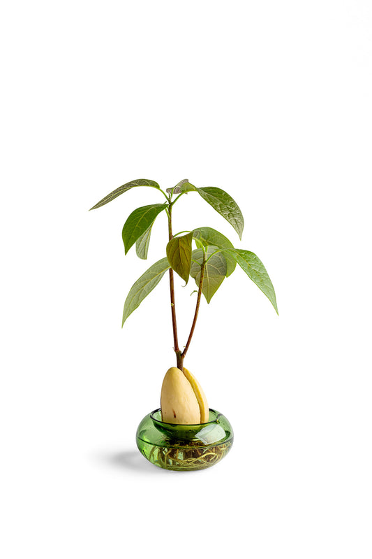 כלי זכוכית להנבטת אבוקדו - ירוק שקוף