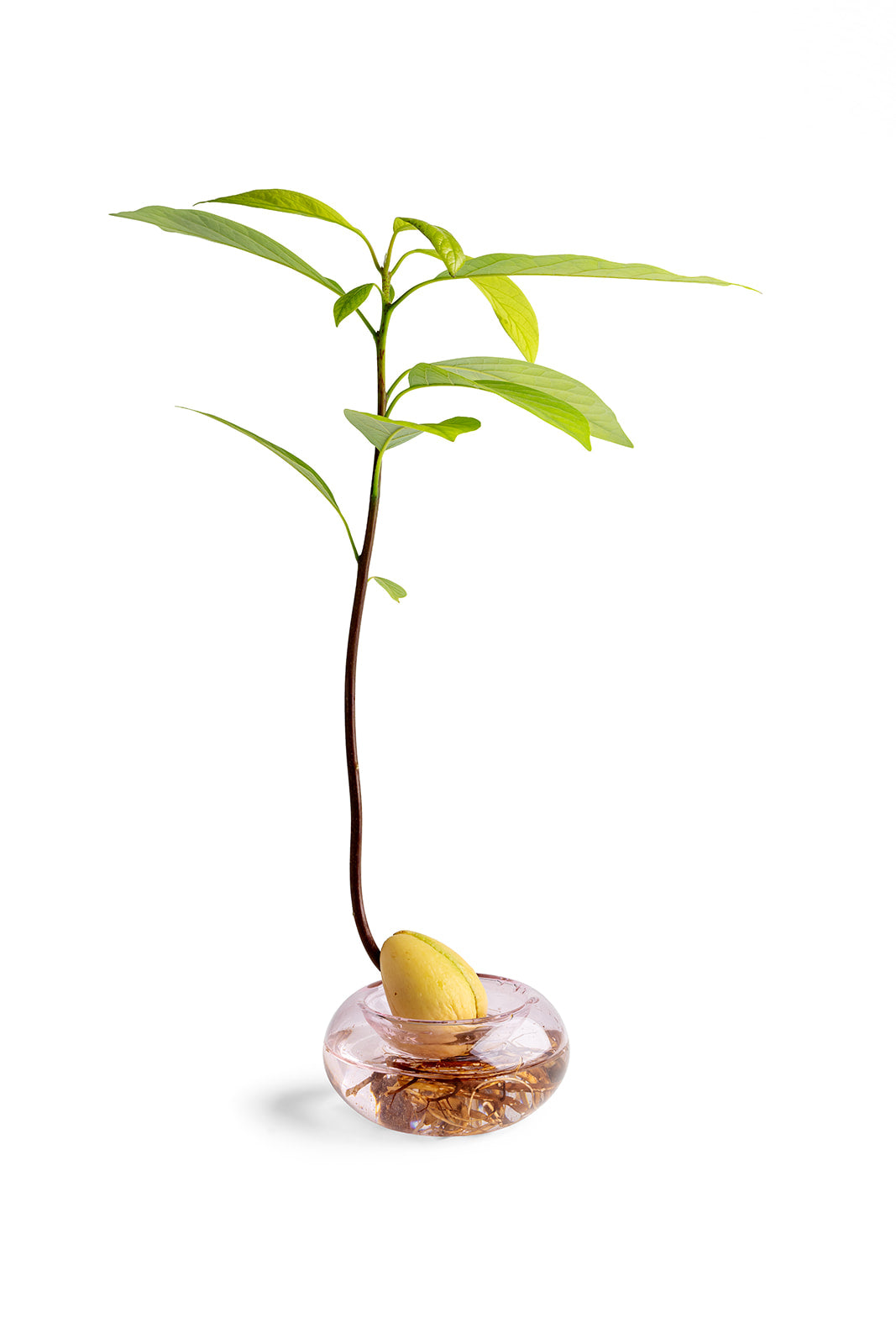 כלי זכוכית להנבטת אבוקדו - ורוד שקוף