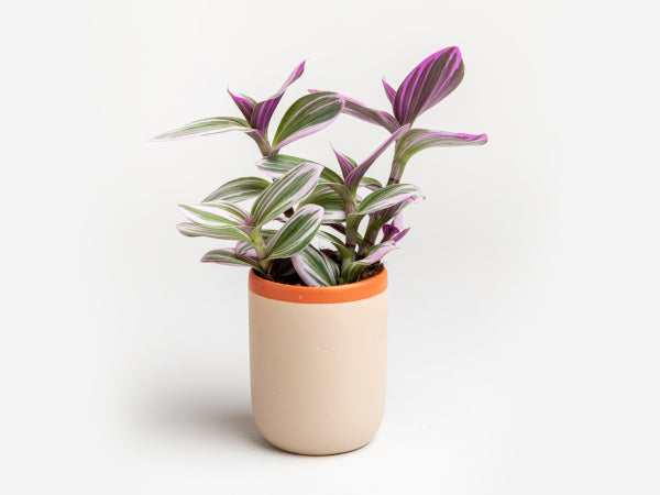 פלנטר מיני – קורל