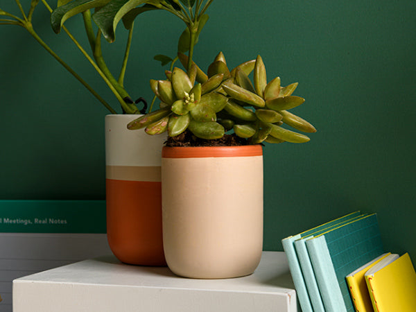 פלנטר מיני – קורל