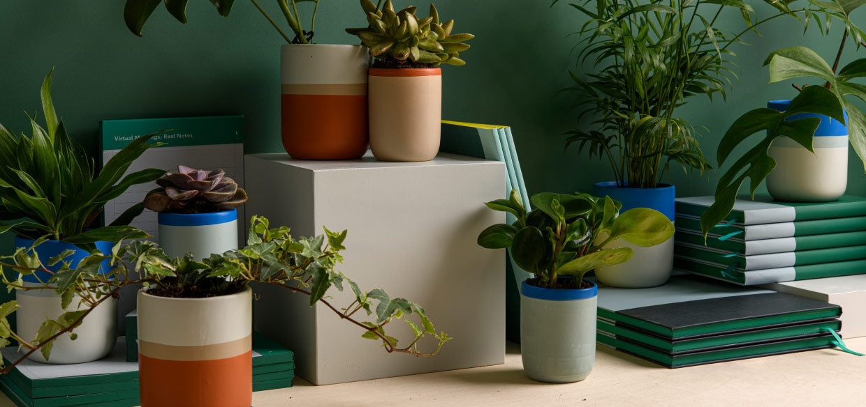 פלנטר מיני – אושן