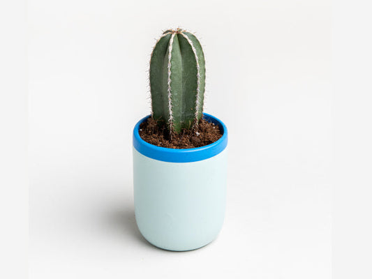 פלנטר מיני – אושן