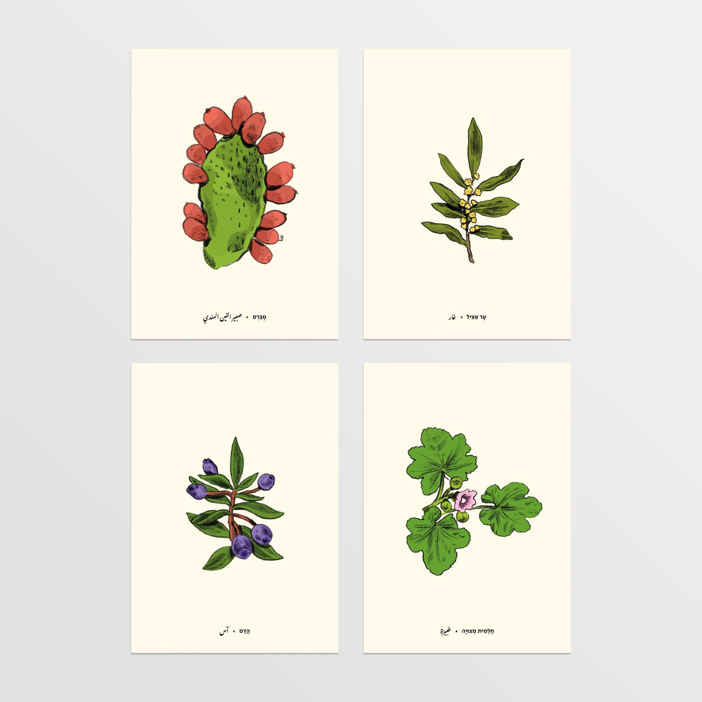 מארז 8 גלויות ליקוטים | סדרת תוצרת