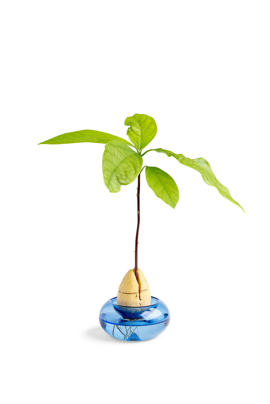 כלי זכוכית להנבטת אבוקדו - תכלת שקוף