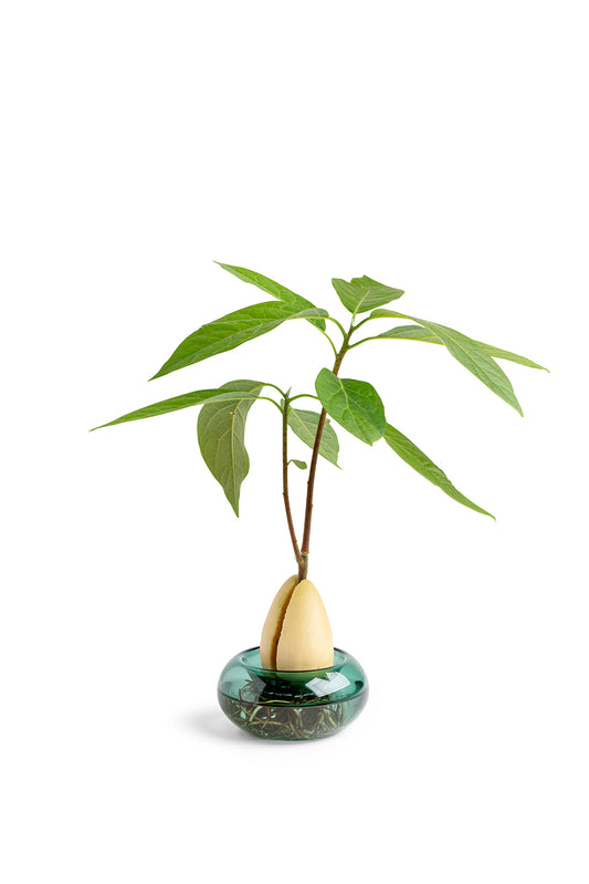 כלי זכוכית להנבטת אבוקדו - טורקיז שקוף