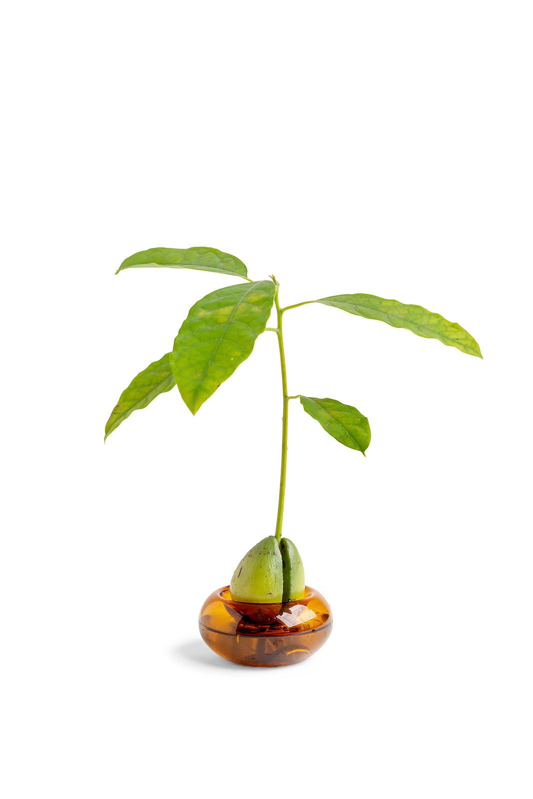 כלי זכוכית להנבטת אבוקדו - אמבר שקוף