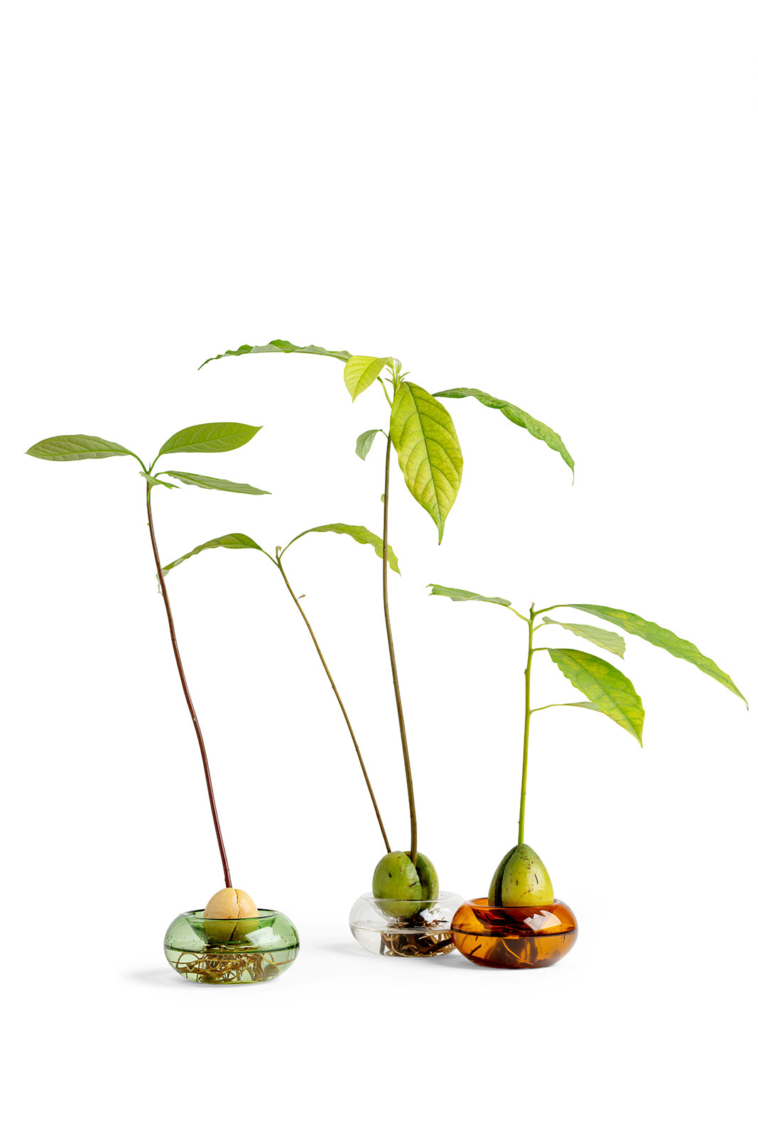 כלי זכוכית להנבטת אבוקדו - אמבר שקוף