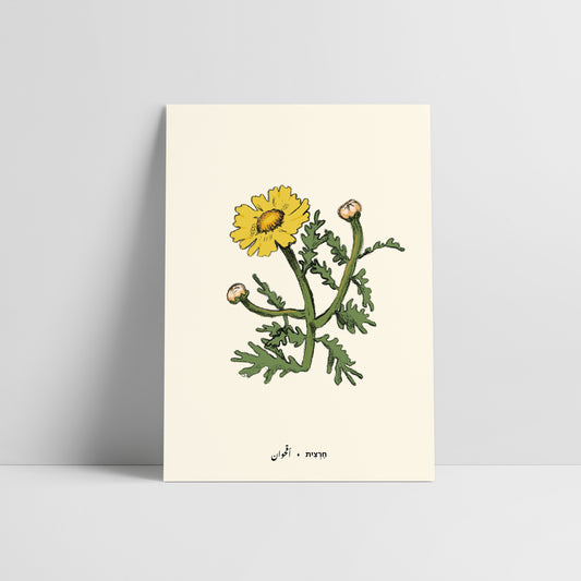 גלויית ליקוטים | חרצית | 10 גלויות במארז