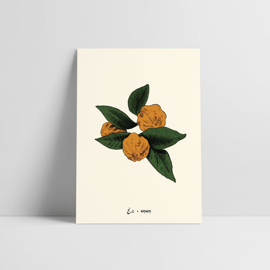 גלויית ליקוטים | חושחש | 10 גלויות במארז