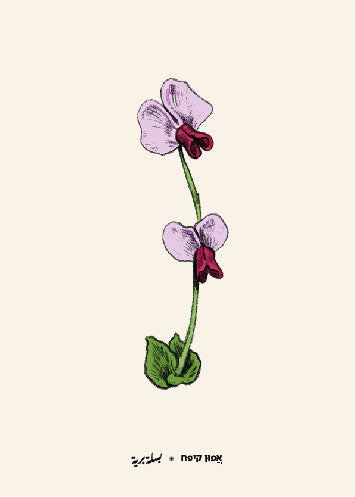 גלויית ליקוטים | אפון קיפח | 10 גלויות במארז