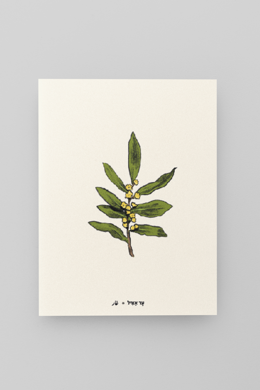 גלויית ליקוטים | ער אציל | 10 גלויות במארז