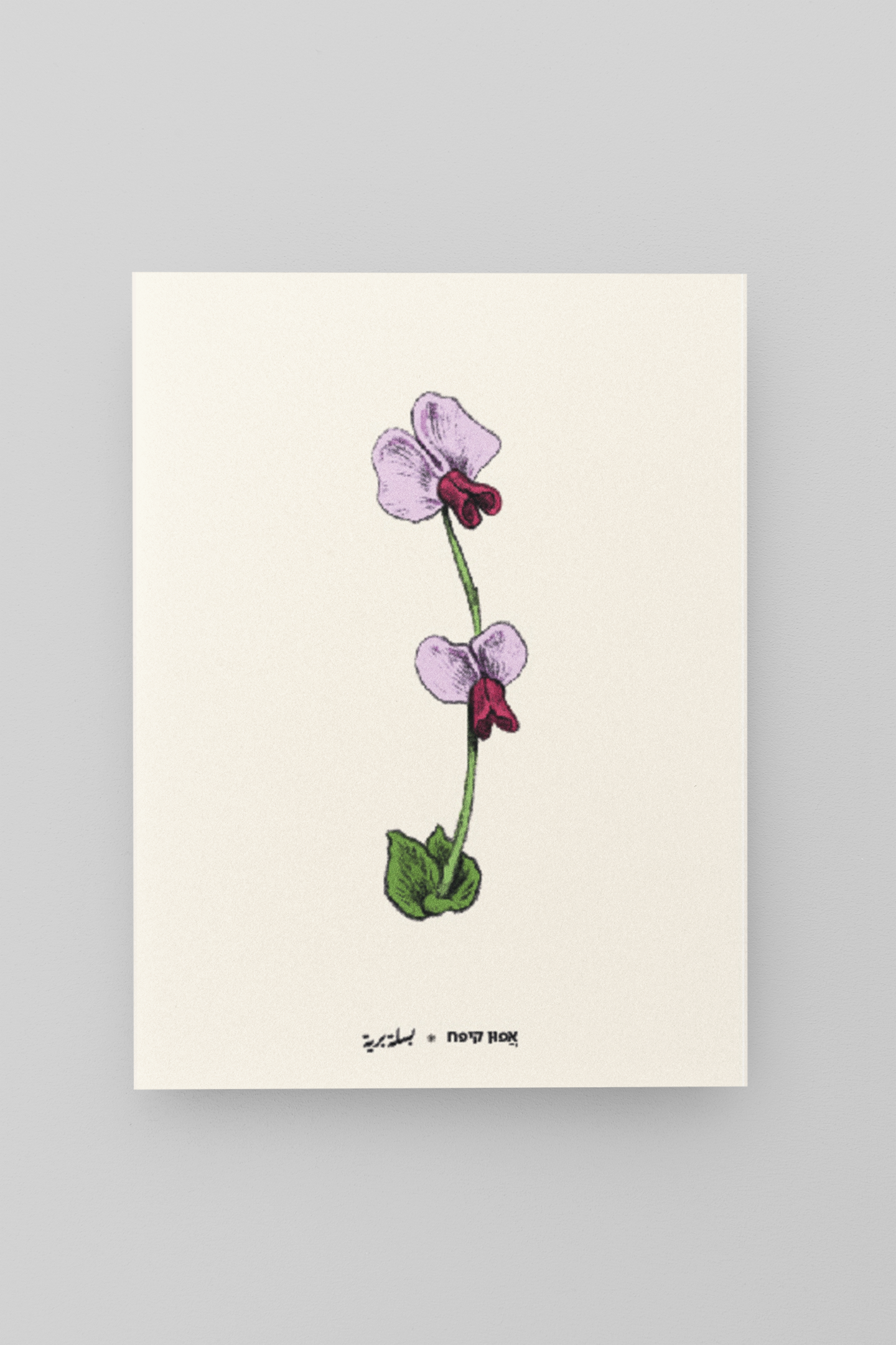 גלויית ליקוטים | אפון קיפח | 10 גלויות במארז