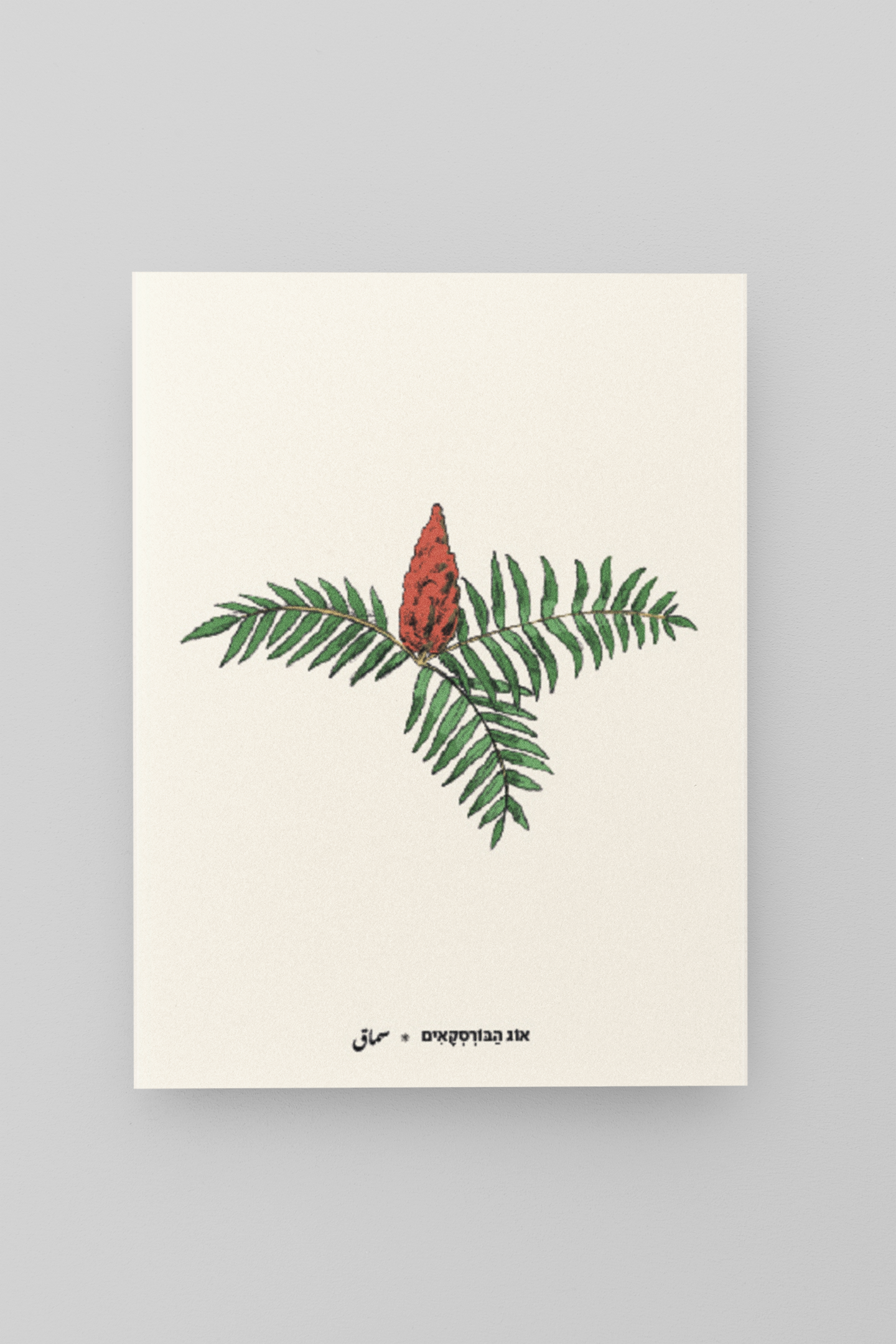 גלויית ליקוטים | אוג הברוסקאים | 10 גלויות במארז