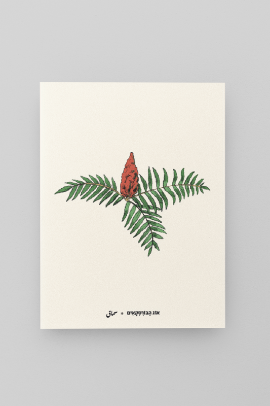 גלויית ליקוטים | אוג הברוסקאים | 10 גלויות במארז