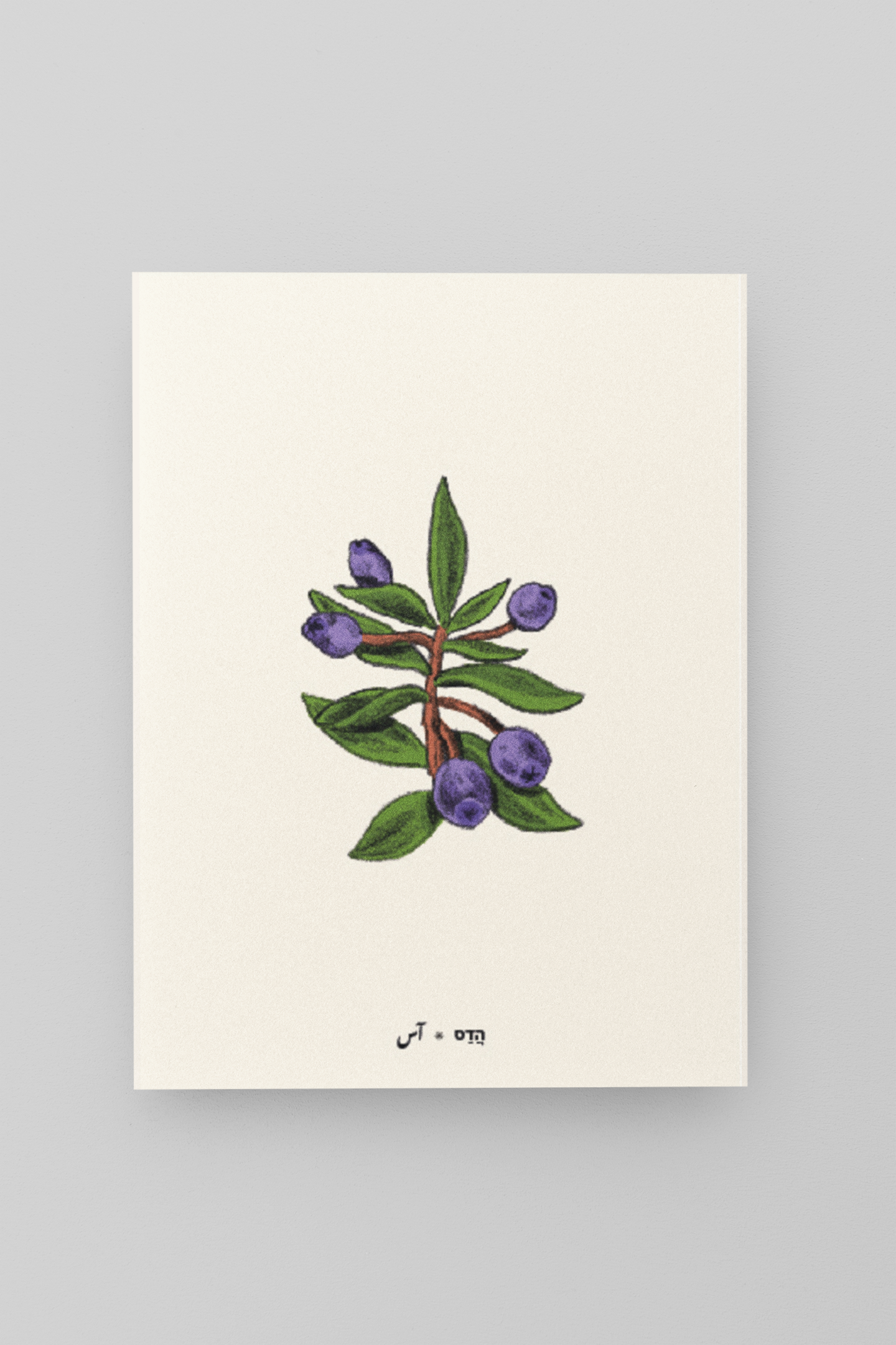 גלויית ליקוטים | הדס | 10 גלויות במארז